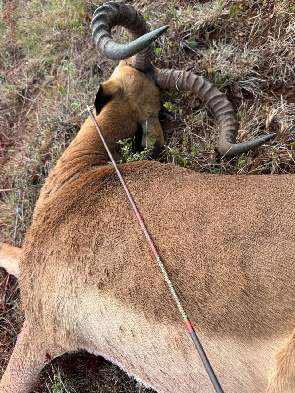 A Goshawk arrow in a harvested impala ram