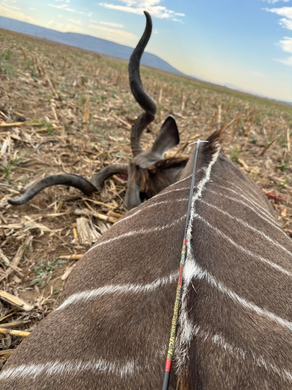 A Goshawk arrow buried behind the shoulder of a harvested kudu bull in a cornfield