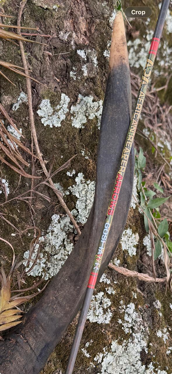 A Goshawk carbon arrow resting against lichen-covered bark in the South African bush